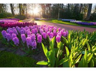 Pětidílná vliesová fototapeta Hyacinty, rozměr 375x250cm, MS-5-0068