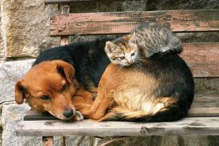 Pětidílná vliesová fototapeta Kočka a pes, rozměr 375x250cm, MS-5-0221