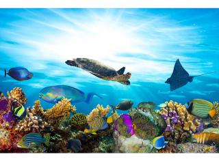 Pětidílná vliesová fototapeta Korály a ryby v oceánu, rozměr 375x250cm, MS-5-0216