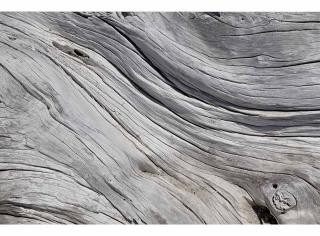 Pětidílná vliesová fototapeta Struktura stromu, rozměr 375x250cm, MS-5-0160