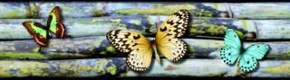 Samolepící bordura - Barevní motýlci, 13,8cm x 5m,  WB 8238
