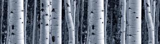 Samolepící bordura - Břízy, 13,8cm x 5m,  WB 8207