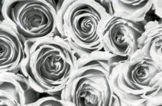 Samolepící fólie imitace Decor, Bílé a šedé růže Varianta: šíře 45cm, cena za 15m