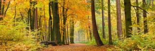 Samolepící fototapeta do kuchyně - Podzimní les, 180x60cm, 045