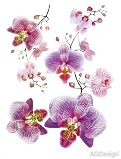 Samolepka na zeď - FIalová orchidej, 65x85cm, F0466