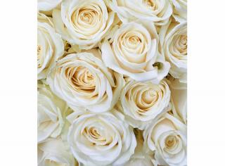 Třídílná vliesová fototapeta Bílé růže, rozměr 225x250cm, MS-3-0137