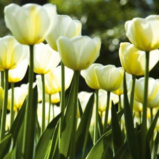 Třídílná vliesová fototapeta Bílé tulipány, rozměr 225x250cm, MS-3-0127
