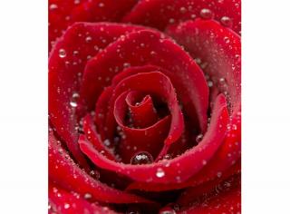 Třídílná vliesová fototapeta Červená růže, rozměr 225x250cm, MS-3-0138
