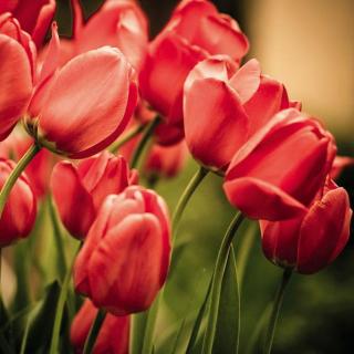 Třídílná vliesová fototapeta Červené tulipány, rozměr 225x250cm, MS-3-0128