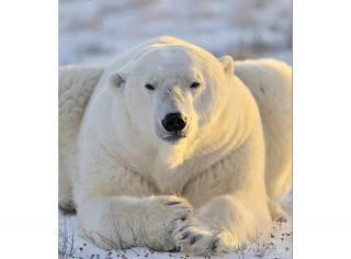 Třídílná vliesová fototapeta Lední medvěd, rozměr 225x250cm, MS-3-0220, skl