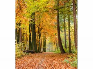 Třídílná vliesová fototapeta Podzimní les, rozměr 225x250cm, MS-3-0099