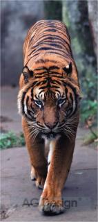 Tygr Fototapeta na dveře FTN v 2800, rozměr 90x202cm