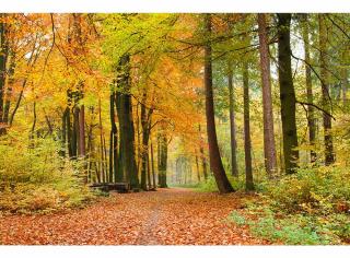 Vliesová fototapeta Podzimní les, rozměr 375x250cm, MS-5-0099