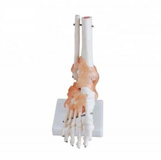 Model kostry lidského chodidla s vazy