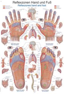 Plakát Reflexní zóny nohy a ruce, 70x100 cm