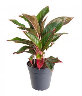 Aglaonema Zahradnictví: none_override