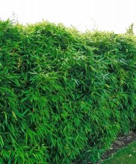 Bambus Zahradnictví: rastlinky.sk
