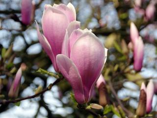 Magnolie 'Nigra' Zahradnictví: zazumi.cz