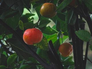 Mandarinkovník Zahradnictví: rastlinky.sk