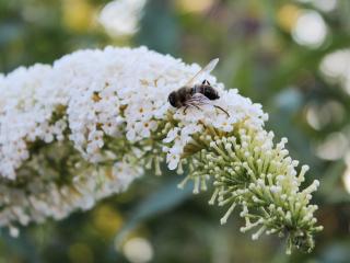 Motýlí keř 'White Profusion' Zahradnictví: rastlinky.sk