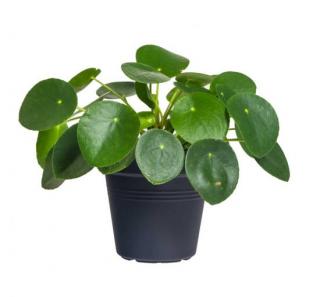 Pilea Zahradnictví: zazumi.cz