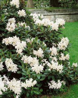 Rododendron 'Cunningham's White' Zahradnictví: rastlinky.sk