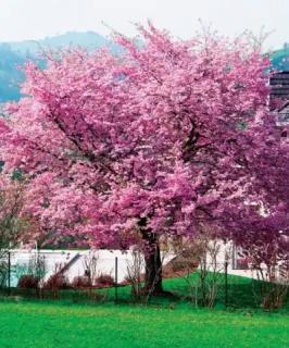 Sakura Zahradnictví: rastlinky.sk