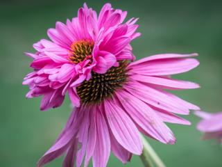 Třapatka nachová (Echinacea) 'Doubledecker' Zahradnictví: onlinezahradnictvi.cz