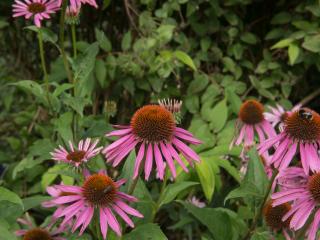 Třapatka nachová (Echinacea) 'Magnus Superior' Zahradnictví: none_override