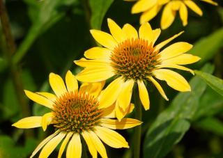 Třapatka nachová (Echinacea) 'Mellow Yellow' Zahradnictví: kytkydomu.cz