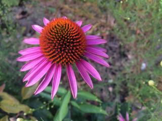 Třapatka nachová (Echinacea) 'Pica Bella' Zahradnictví: none_override