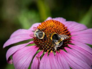 Třapatka nachová (Echinacea) Zahradnictví: kytkydomu.cz