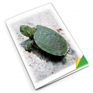 Odvážná želva