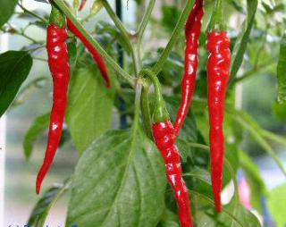 Chilli Cayenský (Kayenský) pepř 100g (Capsicum annuum, Capsicum futescens, Capsicum futescens)