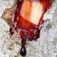 DRAČÍ KREV tinktura (Sangre de Drago) 50 ml (Croton Lechleri)