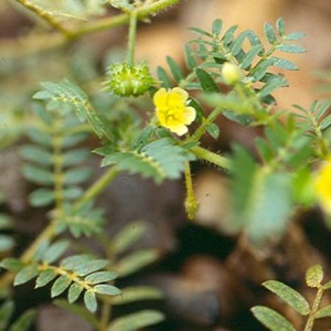 Kotvičník (Tribulus) nať 100g z Bulharska (Tribulus Terrestris, Kotvičník zemní)