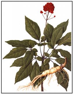 Ženšen pravý - Červený 6-ti letý kořen plátky 1kg (Panax ginseng)