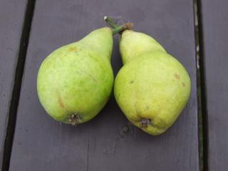 Hruška plod kostky (50g) (Pyrus fructus cs.)