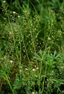 Pastuší tobolka řezaná (50g) ((Bursae pastoris herba cs.))