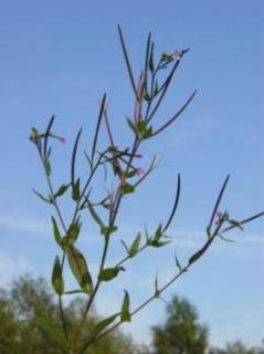 Vrbovka nať (250g) ((Herba epilobii parvifl or.), )