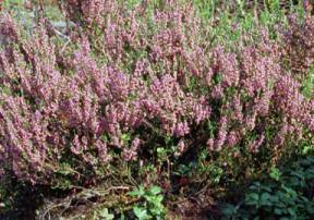 Vřes nať s květem (50g) ((Herba callunae))