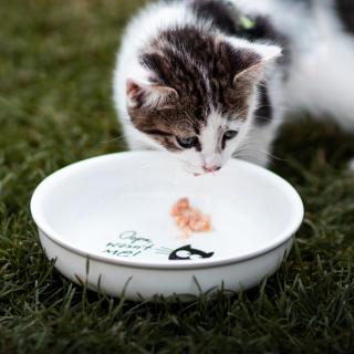 Hladová kočičí miska - vysoká