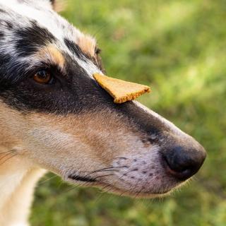 Pamlsky se skořicí pro psy s ledvinovou dietou velikost: 100 g