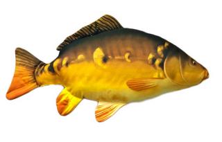 Dárek pro rybáře - Polštář ryba - Kapr Lysec Big 95cm