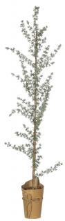 Ib Laursen umělý stromeček, cedr v papírovém květináči, výška 130 cm