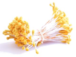 Květinové pestíky 3mm - matné Barva: žlutá