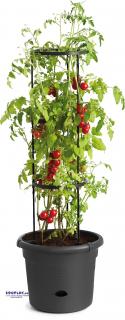 Eduplay Pěstovací box na rajčata