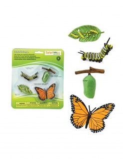 Safari Životní cyklus - Motýl