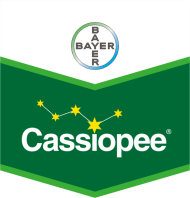 Cassiopee 79 WG 6 kg