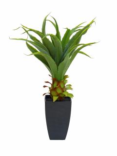Agave kaktus s květináčem, 75 cm (Agave kaktus s květináčem, 75 cm)